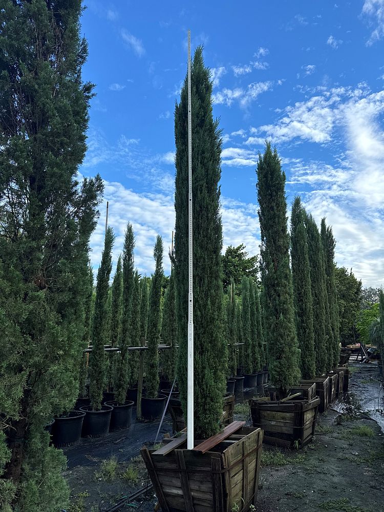 cupressus-sempervirens-italian-cypress