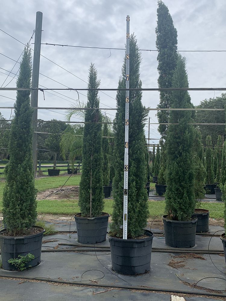 cupressus-sempervirens-italian-cypress