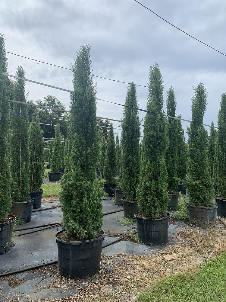 cupressus-sempervirens-italian-cypress