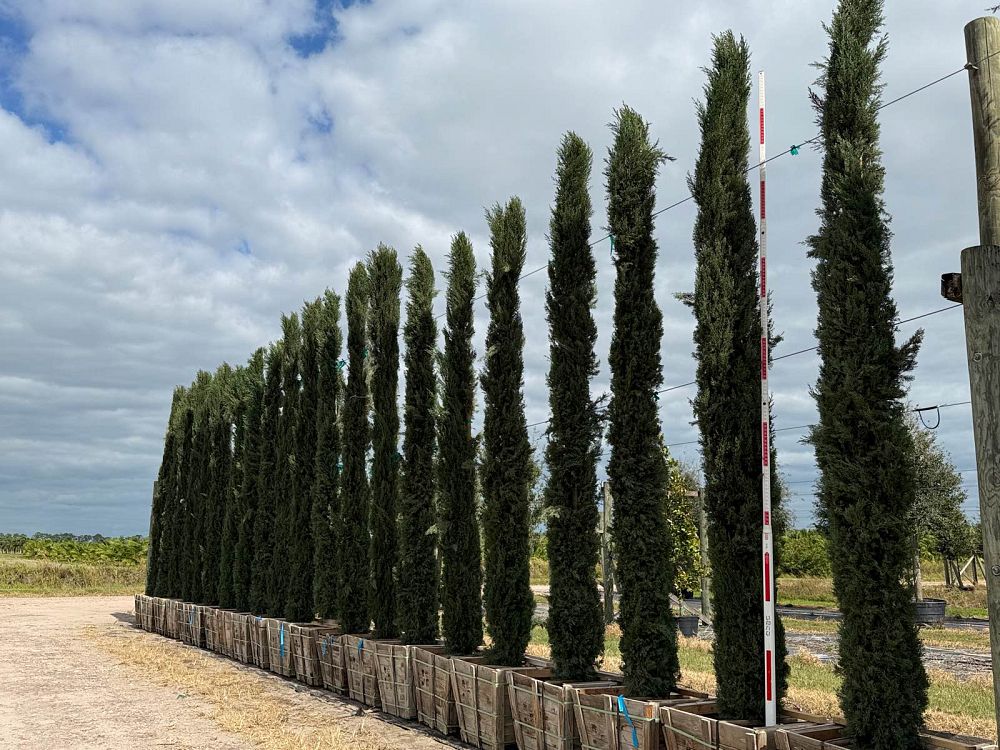 cupressus-sempervirens-italian-cypress