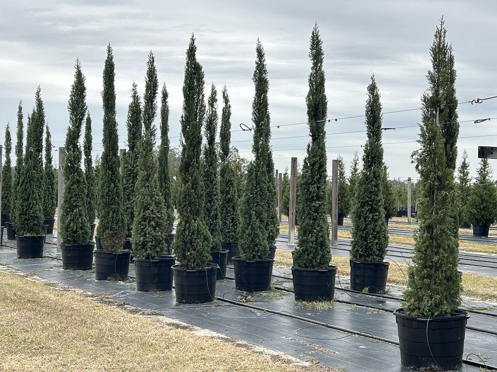 cupressus-sempervirens-italian-cypress