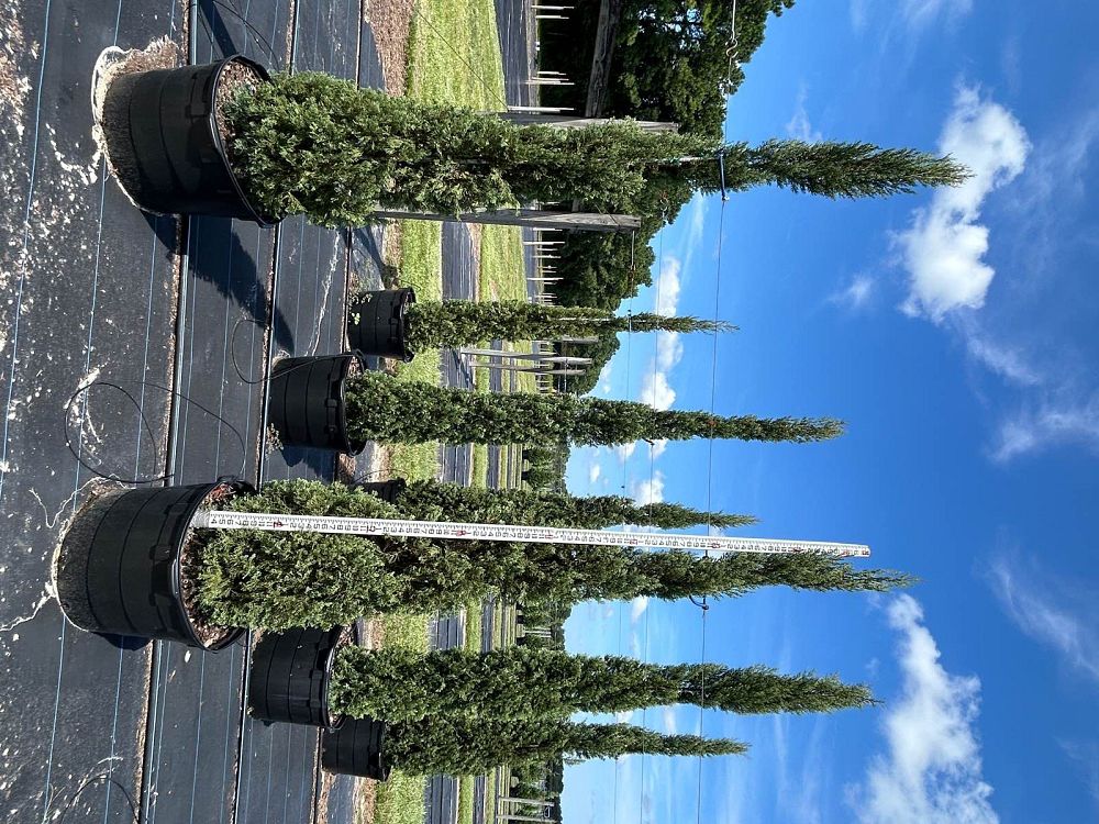 cupressus-sempervirens-italian-cypress