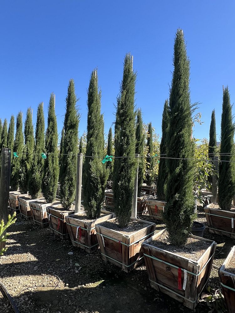 cupressus-sempervirens-italian-cypress