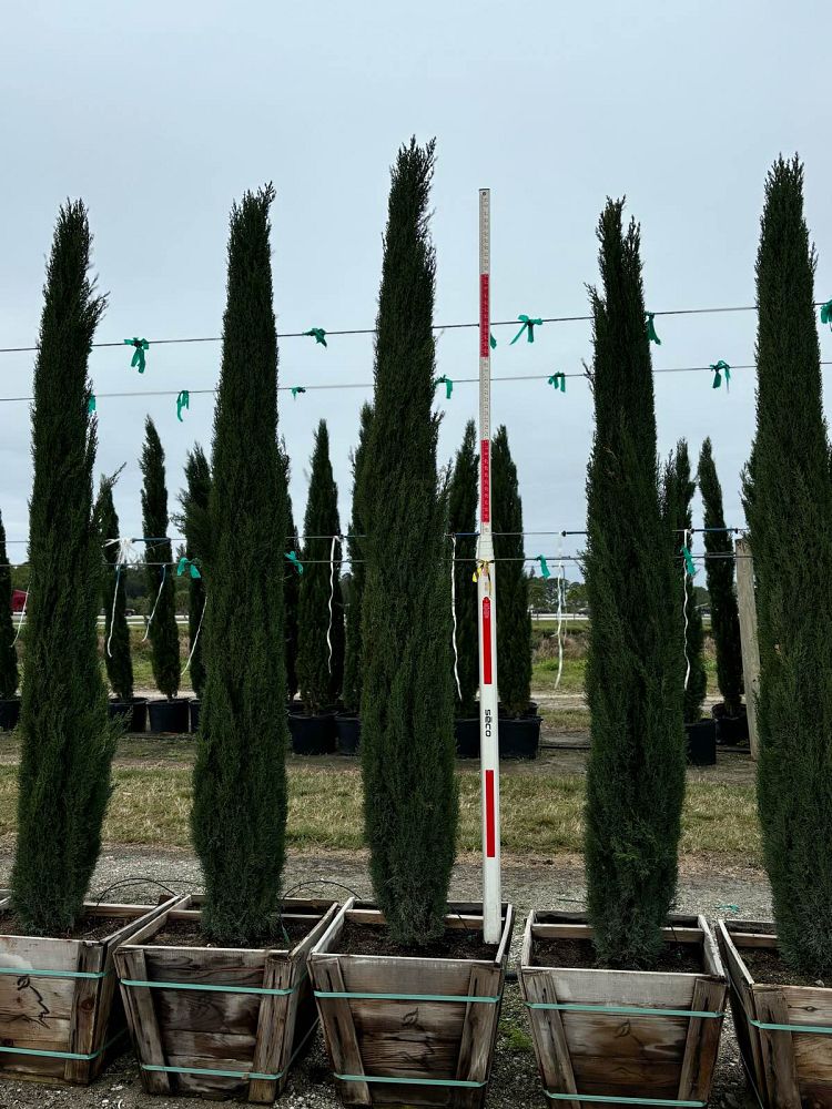 cupressus-sempervirens-italian-cypress