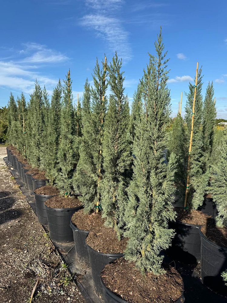 cupressus-sempervirens-italian-cypress