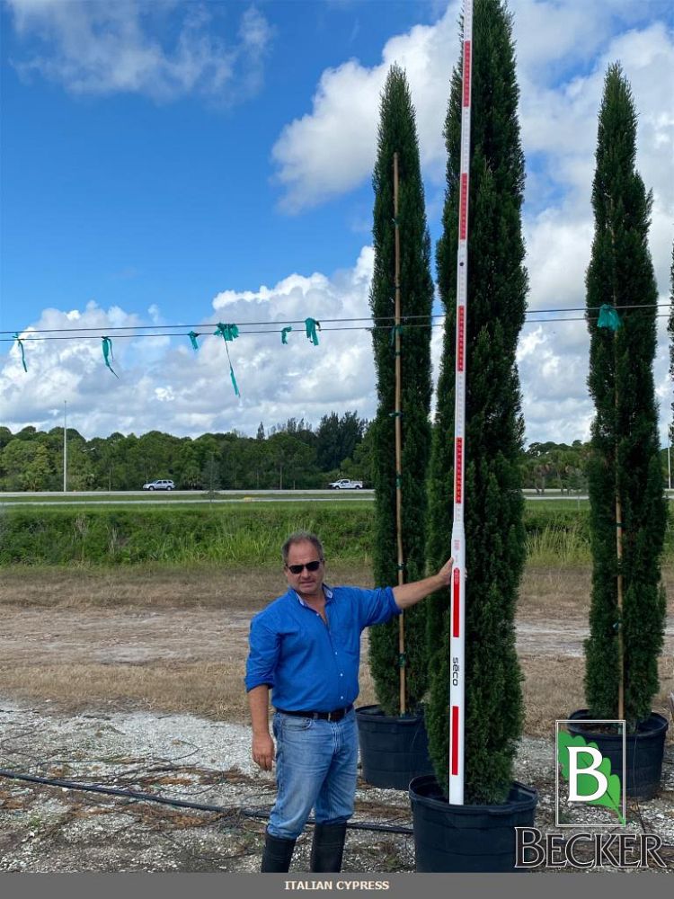 cupressus-sempervirens-italian-cypress