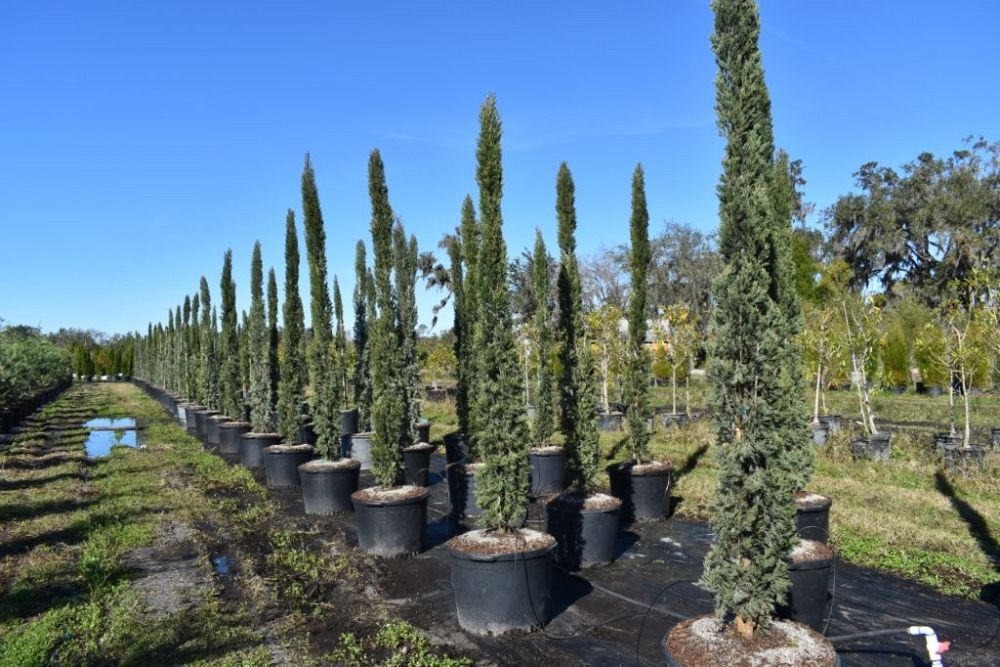 cupressus-sempervirens-italian-cypress