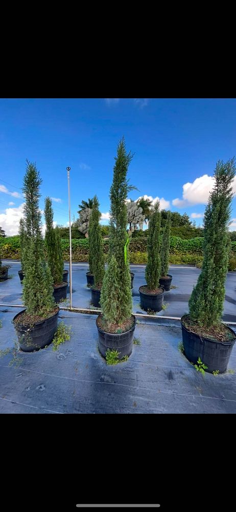 cupressus-sempervirens-italian-cypress