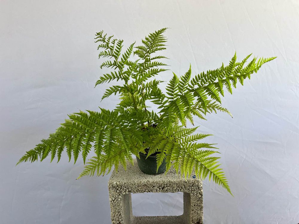 cyathea-cooperi-australian-tree-fern