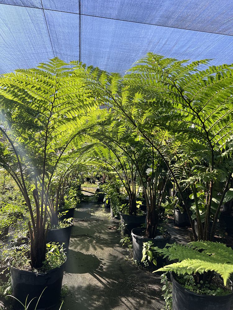 cyathea-cooperi-australian-tree-fern