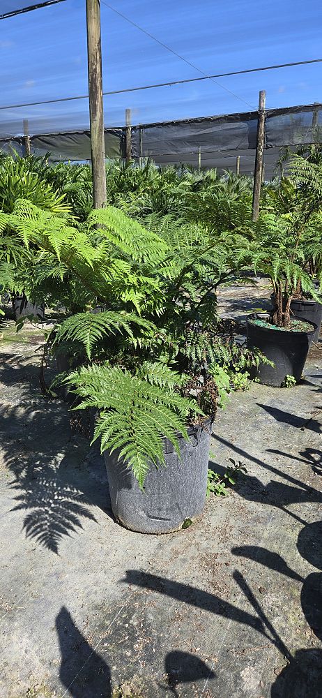 cyathea-cooperi-australian-tree-fern