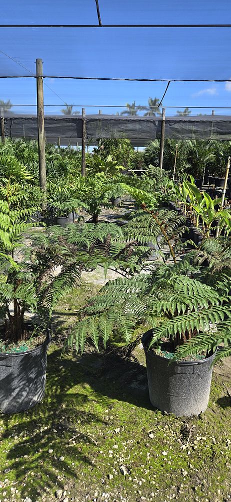 cyathea-cooperi-australian-tree-fern