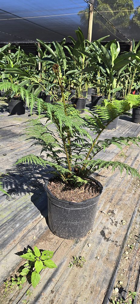 cyathea-cooperi-australian-tree-fern