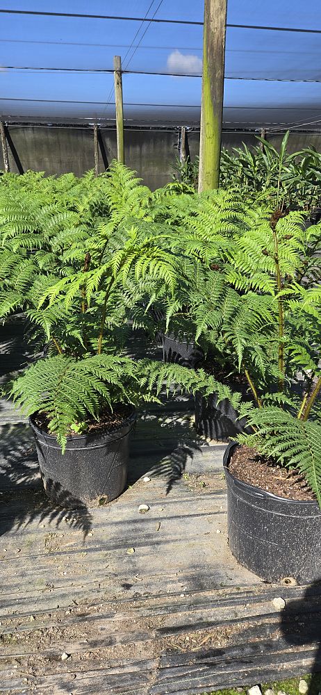 cyathea-cooperi-australian-tree-fern