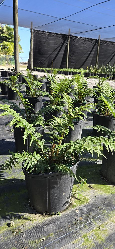 cyathea-cooperi-australian-tree-fern