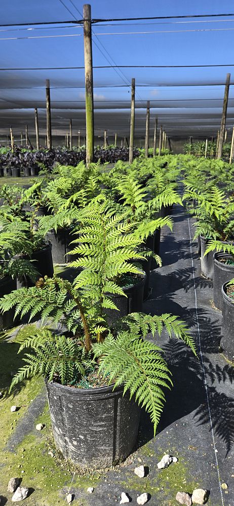 cyathea-cooperi-australian-tree-fern