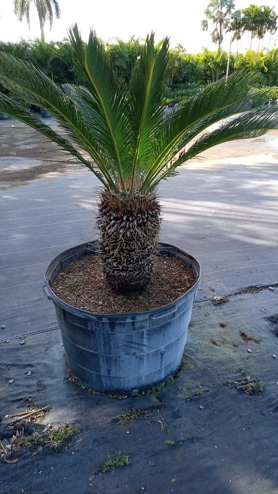 cycas-revoluta-king-sago-palm-cycad