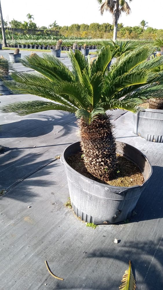 cycas-revoluta-king-sago-palm-cycad