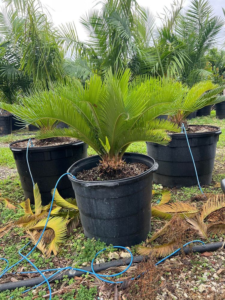 cycas-revoluta-king-sago-palm-cycad