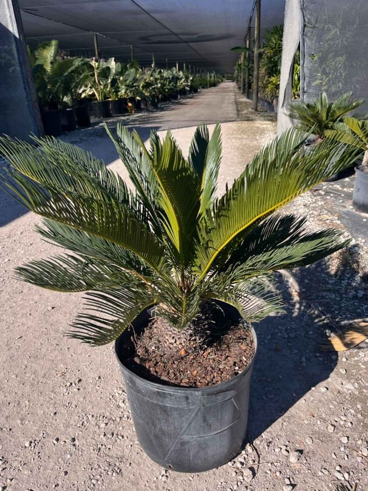 cycas-revoluta-king-sago-palm-cycad