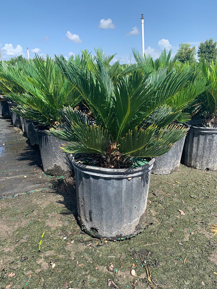 cycas-revoluta-king-sago-palm-cycad