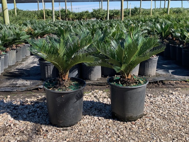 cycas-revoluta-king-sago-palm-cycad