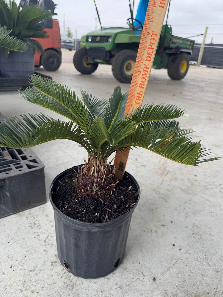 cycas-revoluta-king-sago-palm-cycad