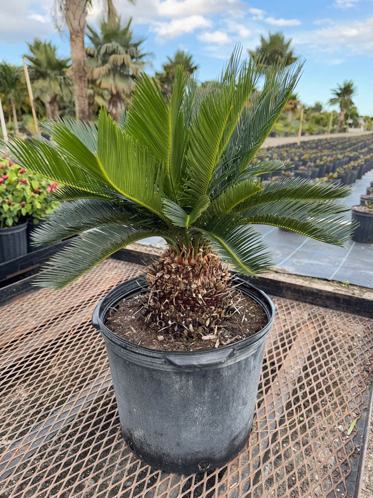 cycas-revoluta-king-sago-palm-cycad