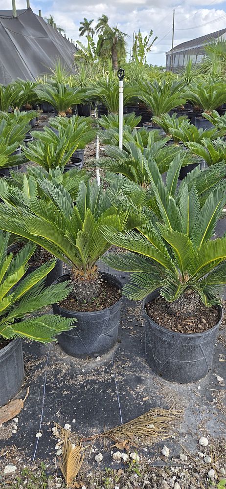 cycas-revoluta-king-sago-palm-cycad