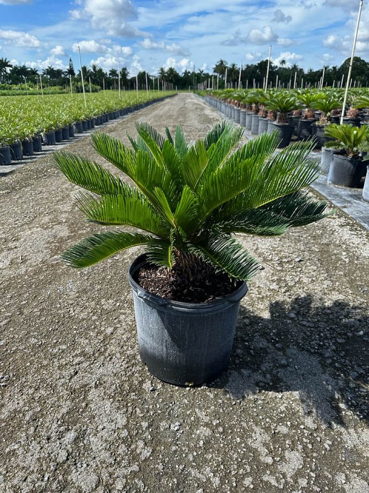 cycas-revoluta-king-sago-palm-cycad