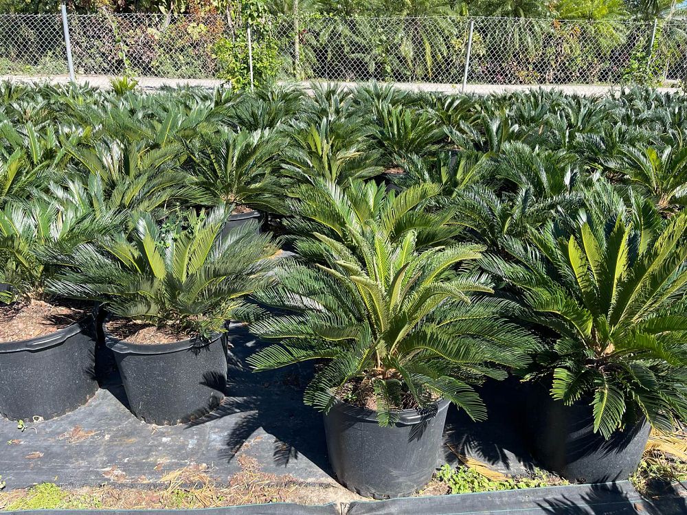 cycas-revoluta-king-sago-palm-cycad