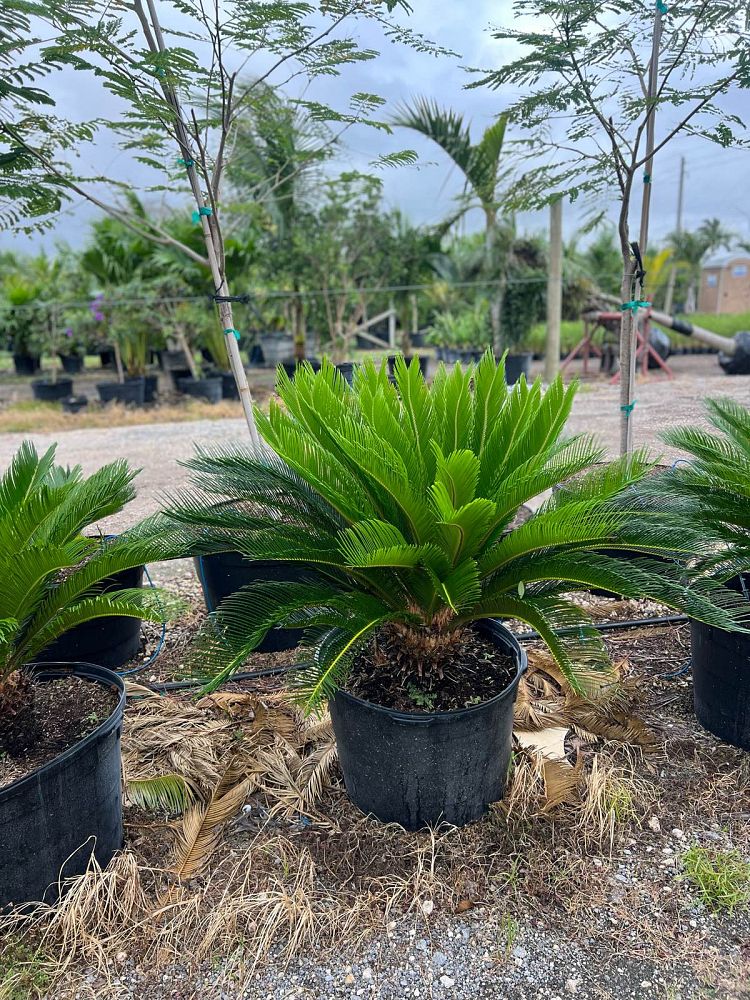 cycas-revoluta-king-sago-palm-cycad