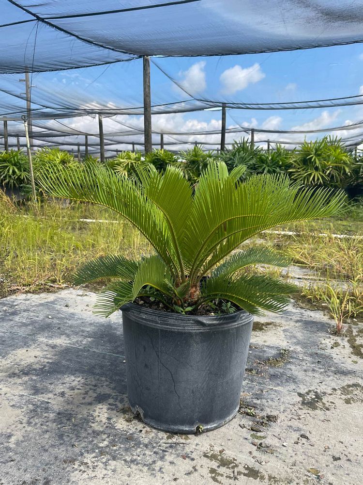 cycas-revoluta-king-sago-palm-cycad