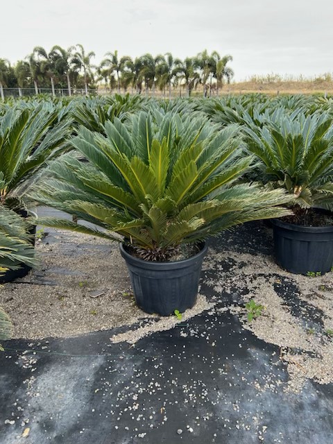 cycas-revoluta-king-sago-palm-cycad