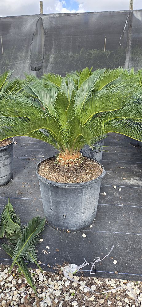 cycas-revoluta-king-sago-palm-cycad