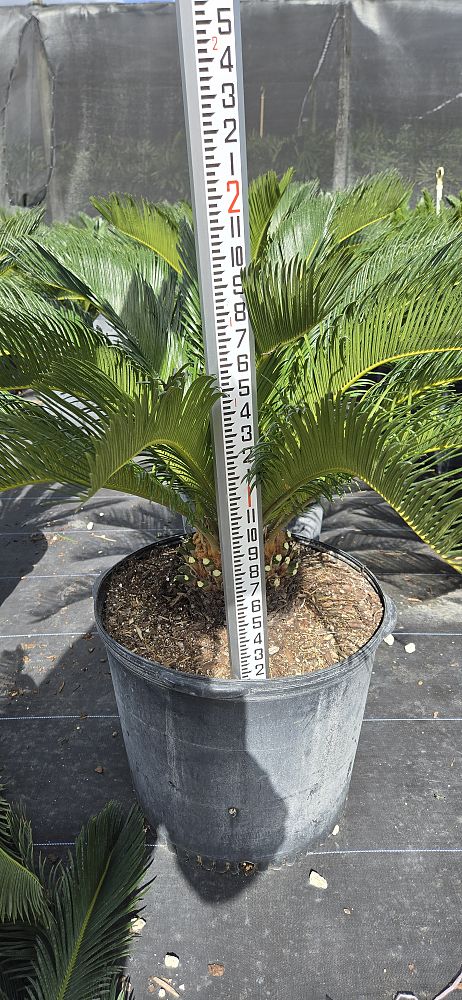 cycas-revoluta-king-sago-palm-cycad