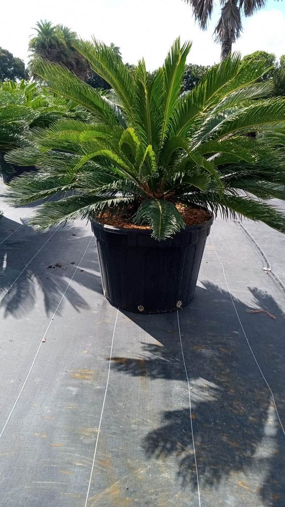 cycas-revoluta-king-sago-palm-cycad