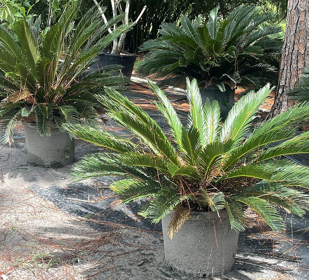 cycas-revoluta-king-sago-palm-cycad