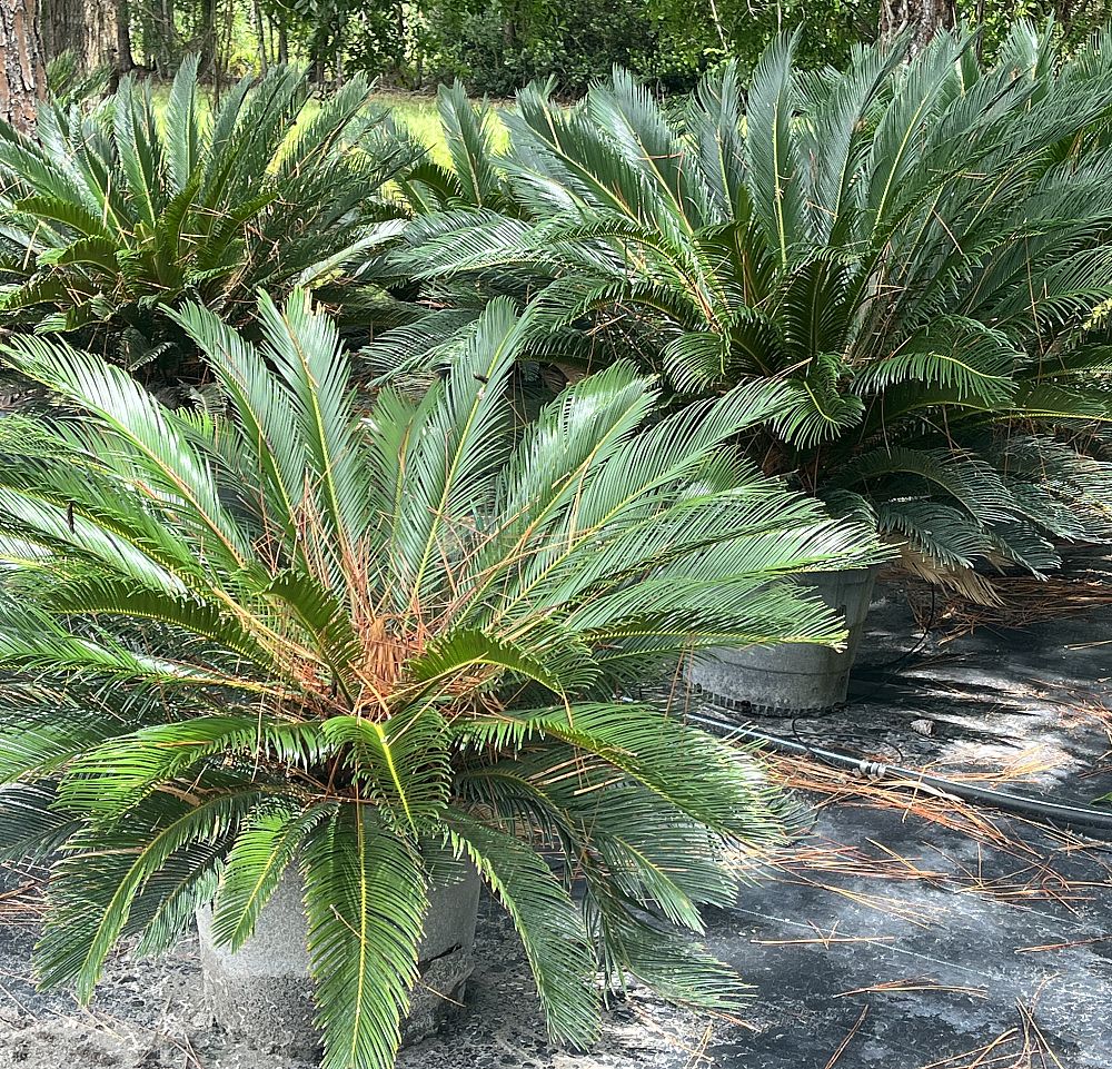 cycas-revoluta-king-sago-palm-cycad