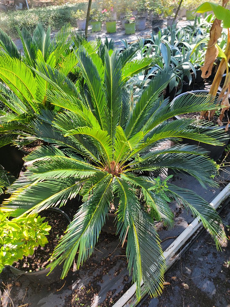 cycas-revoluta-king-sago-palm-cycad