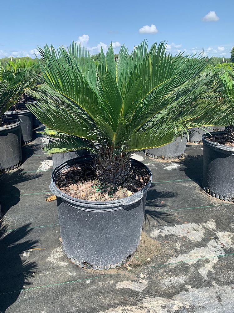 cycas-revoluta-king-sago-palm-cycad