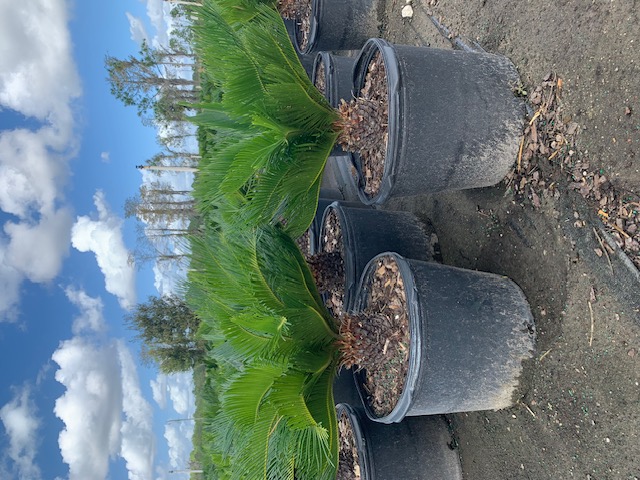 cycas-revoluta-king-sago-palm-cycad