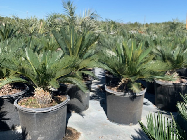 cycas-revoluta-king-sago-palm-cycad