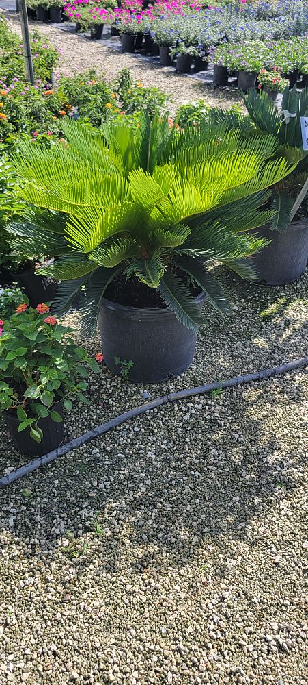 cycas-revoluta-king-sago-palm-cycad