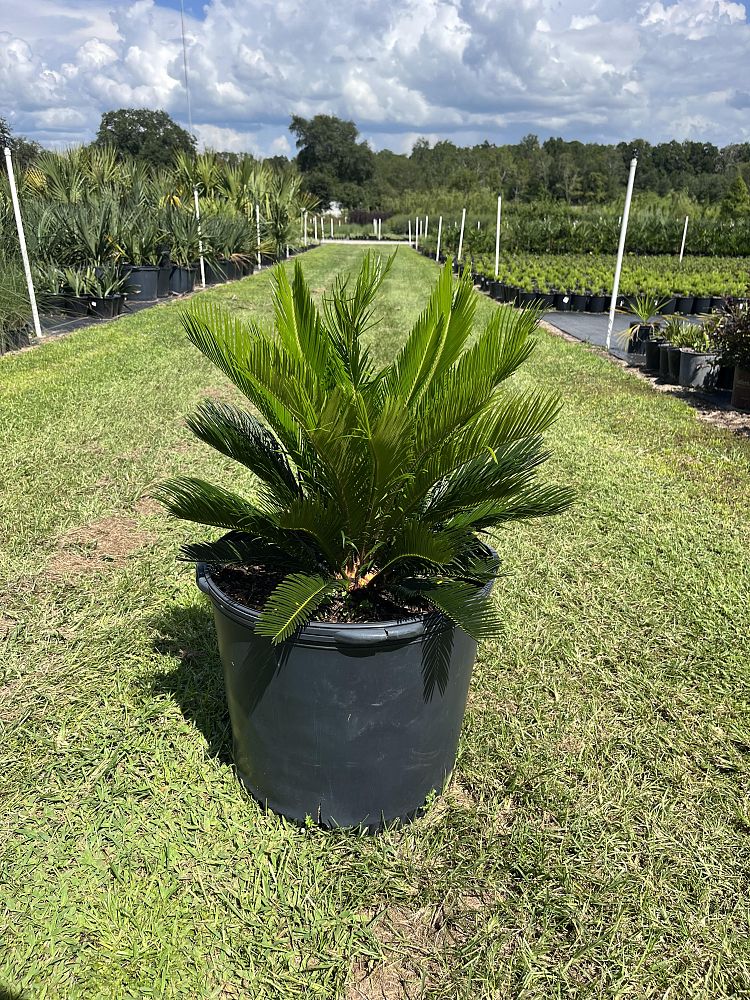 cycas-revoluta-king-sago-palm-cycad