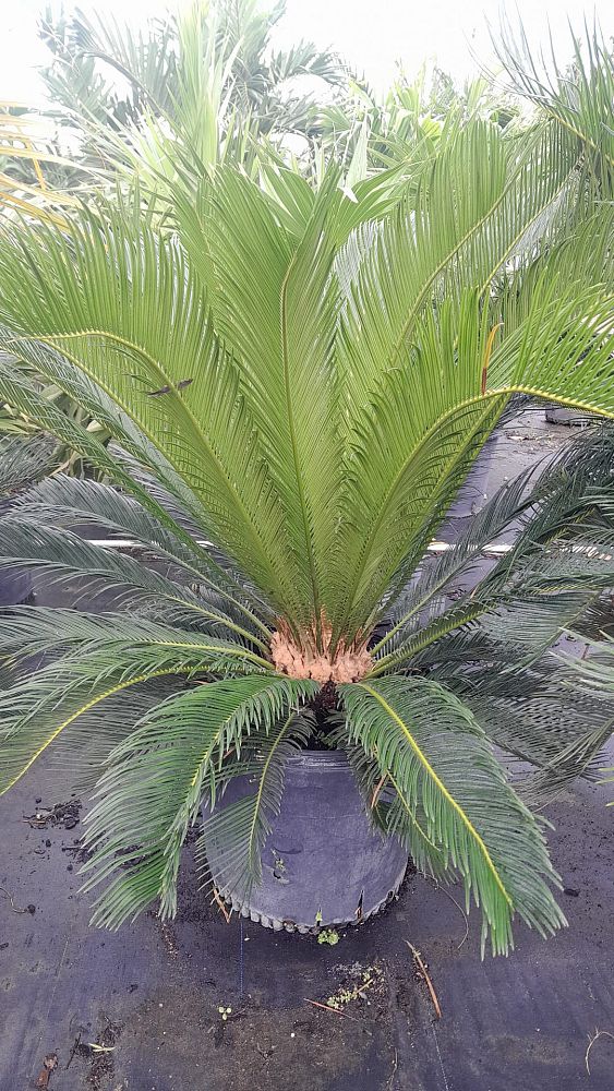 cycas-revoluta-king-sago-palm-cycad