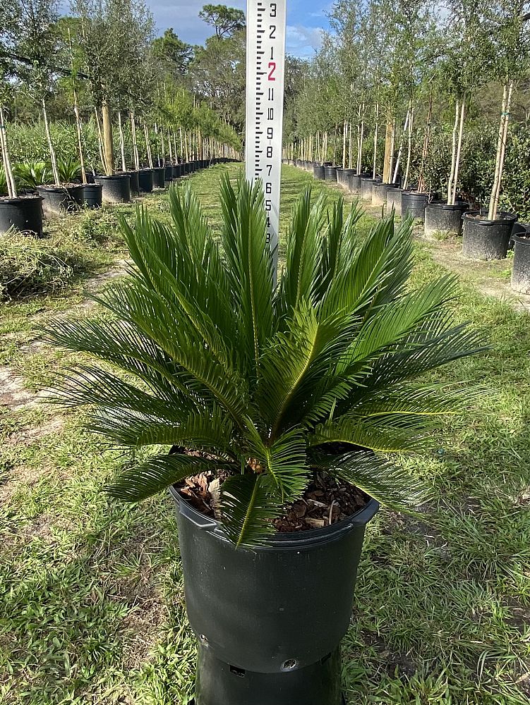 cycas-revoluta-king-sago-palm-cycad