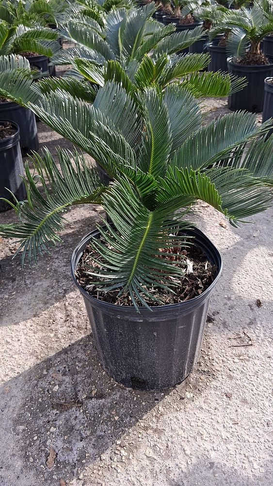 cycas-revoluta-king-sago-palm-cycad