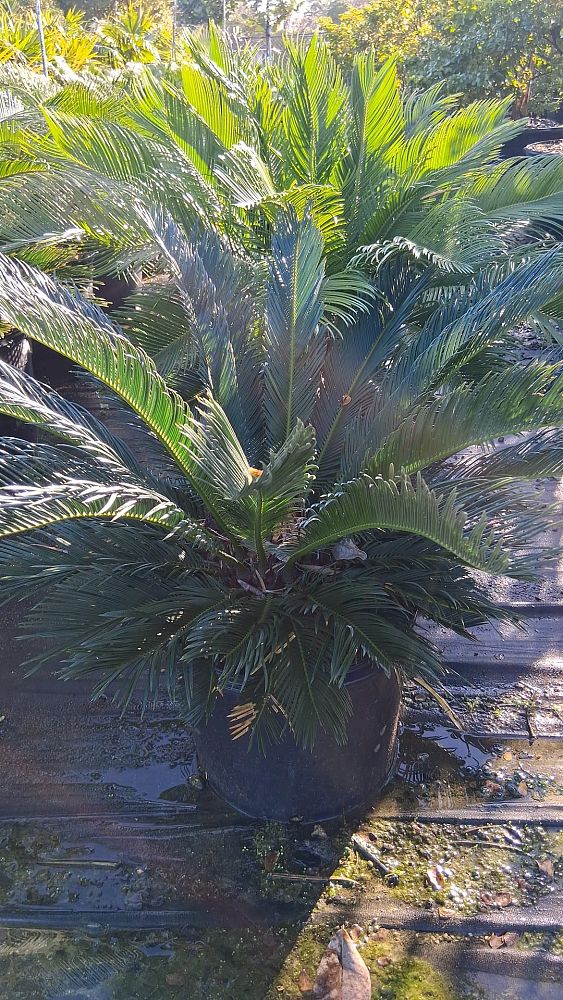 cycas-revoluta-king-sago-palm-cycad