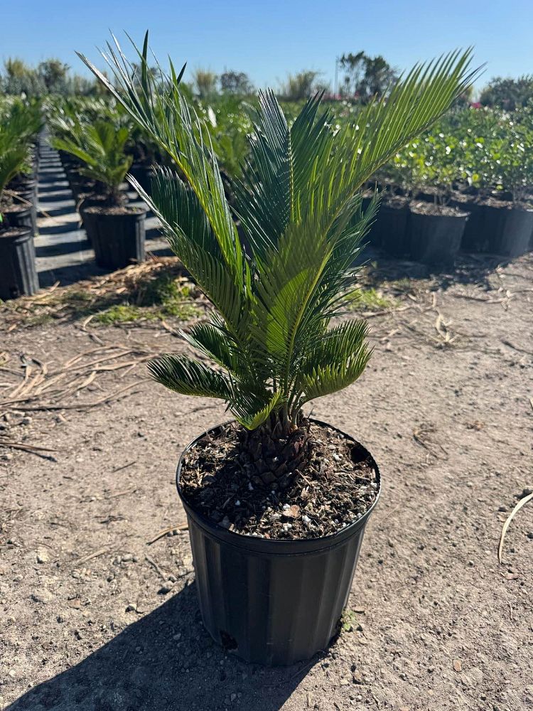 cycas-revoluta-king-sago-palm-cycad